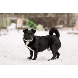 В хорошие руки отдадим симпатягу парня по имени Шнырек!