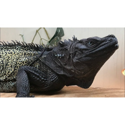 Парусная агама Вебера