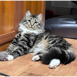 Шикарный пушистый котёнок-подросток Лакки в дар