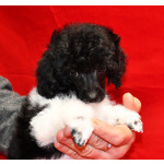 Той пуделя щенок арлекин ДЖЕНТЛИ БОРН ЧИЖИК