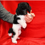 Той пуделя щенок арлекин ДЖЕНТЛИ БОРН ЧИЖИК