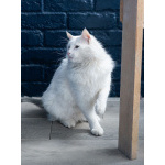 Белоснежный красавец, домашний котик Ченя ищет дом