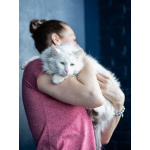 Белоснежный красавец, домашний котик Ченя ищет дом