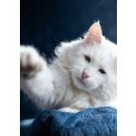 Белоснежный красавец, домашний котик Ченя ищет дом