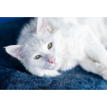 Белоснежный красавец, домашний котик Ченя ищет дом