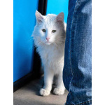 Белоснежный красавец, домашний котик Ченя ищет дом