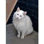 Белоснежный красавец, домашний котик Ченя ищет дом