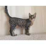 Минитигренок Лора, ласковая кошечка-подросток ищет дом