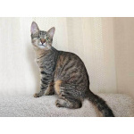 Минитигренок Лора, ласковая кошечка-подросток ищет дом