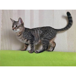 Минитигренок Лора, ласковая кошечка-подросток ищет дом