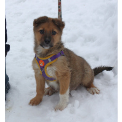 Маленькому щенульке Оскару очень нужны дом и семья