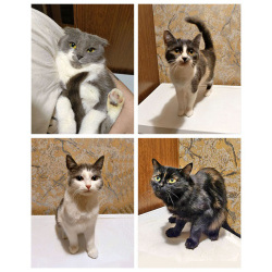 Ищут дом домашние котики — они очень ждут своих людей