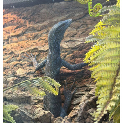 Варана Макрея