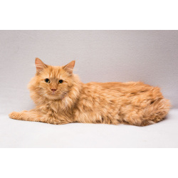 Рыжик ищет дом!