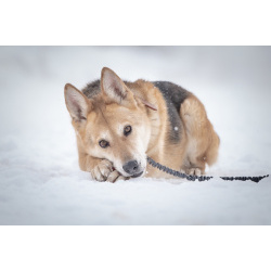Верной, преданной собаке Мяте очень нужен свой родной человек, она ждет и надеется на встречу!