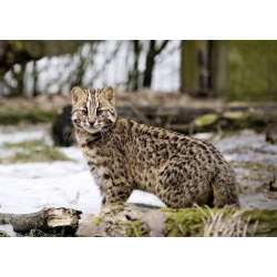 Дальневосточный лесной кот