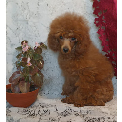 Ирина Валентиновна Рыжих