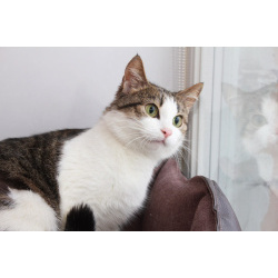 КИКИ — нежная кошечка с глазами цвета весны 💚