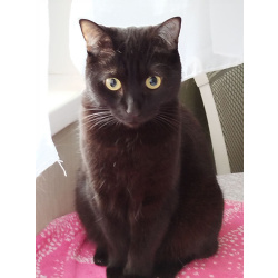 Умная и ласковая чёрная кошка Марго в дар