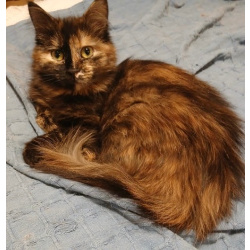 Кошечка Джессика в добрые руки