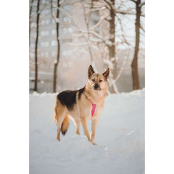 Пеппи ищет дом. И ждёт его всей душой.