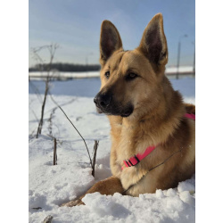 Шикарный парень Рэй в добрые руки!