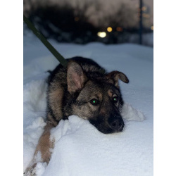 Ласковая девочка Алиса ищет своих родителей!