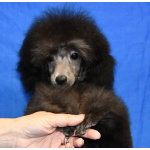 Щенок пуделя миниатюрный мальчик серебристый Джентли Борн Рикки