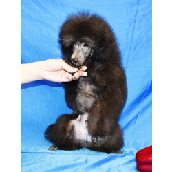 Щенок пуделя миниатюрный мальчик серебристый Джентли Борн Рикки