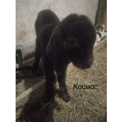 Козлята помеси камори, битал, нубийские