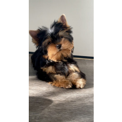 Щенки йоркширского терьера мини