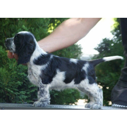 Английский кокер-спаниель — красивые щенки