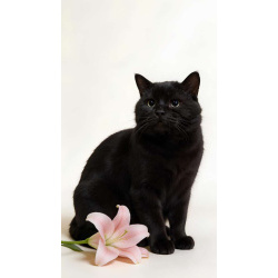 Самый добрый на свете котик Сириус ищет дом и доброе сердце!