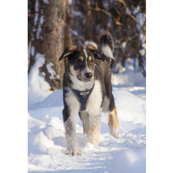 Робби в поисках семьи!