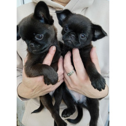 Милота из Тулы