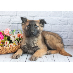 Мишель - активный «медвежонок» в добрые заботливые руки!