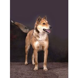 Самая ласковая и добрая собачка Лори ищет дом