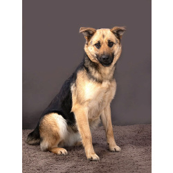 Молодая, ласковая и общительная собачка Альма ищет дом