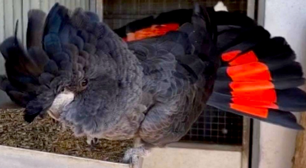 Траурный какаду Бэнкса, или краснохвостый траурный какаду (Calyptorhynchus banksii) птенцы выкормыш
