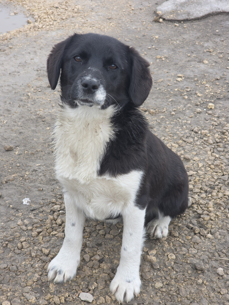 Помогите обрести им дом