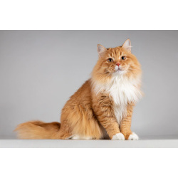 Рыжий котик Пушкин ищет семью.