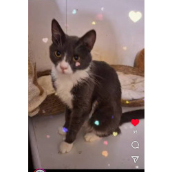 Кошка Анечка ищет дом