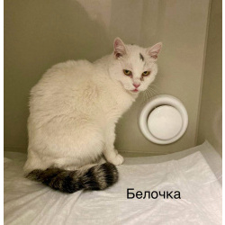 Кошка Белочка ищет дом