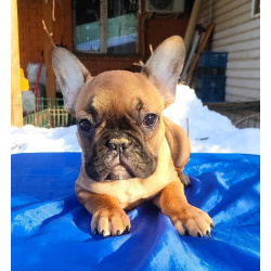 Щенки французкого бульдога