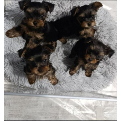 Йоркширский терьер – Красивые щенки