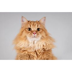 Очаровательный рыжий котик Лютик ищет дом