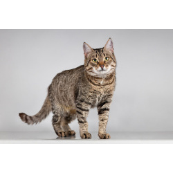 Красавица Карамель ищет дом.