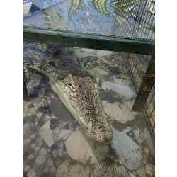 Нильский крокодил