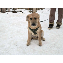 Щенки-мальчишки ищут дом