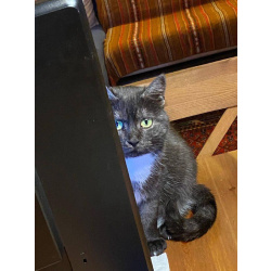 Кошка Варя ищет дом